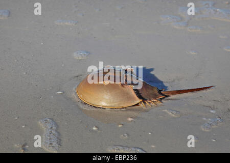 Atlantische Pfeilschwanzkrebse (Limulus Polyphemus), an der Beach, USA, Florida, Fort De Soto Stockfoto