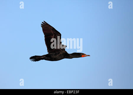 Doppel-crested Kormoran (Phalacrocorax Auritus), fliegen, USA, Florida, Sanibel Island Stockfoto