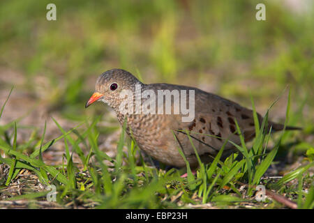 Rötliche Boden Taube (Columbina Talpacoti), auf das Futter in eine Wiese, USA, Florida, Lovers Key State Park Stockfoto