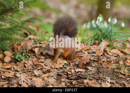 Europäische Eichhörnchen, eurasische Eichhörnchen (Sciurus Vulgaris), auf das Futter auf Wald Boden im Frühjahr, Deutschland, Nordrhein-Westfalen Stockfoto