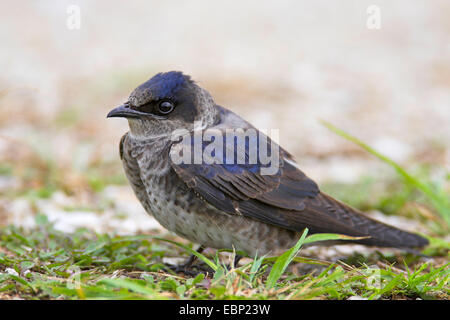 Lila Martin (Progne subis), Weiblich, USA, Florida, Big Cypress National Preserve Stockfoto