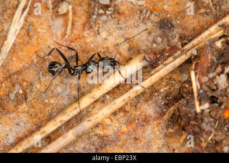 Ameise-Aphaenogaster (Aphaenogaster spec,.), auf dem Boden, Frankreich, Corsica Stockfoto