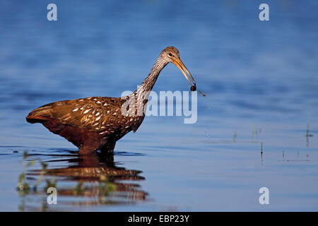 Limpkin (Aramus Guarauna), auf das Futter mit, USA, Florida, Myakka River State Park Stockfoto