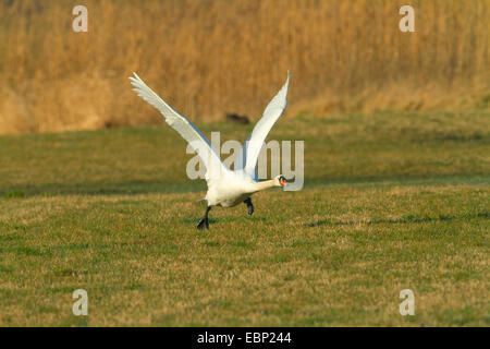 Höckerschwan (Cygnus Olor), ausgehend von einer Wiese, Deutschland, Nordrhein-Westfalen Stockfoto