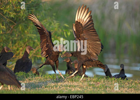 Amerikanische schwarze Geier (Coragyps Atratus), zwei amerikanische schwarze Geier, USA, Florida, Myakka River State Park zu kämpfen Stockfoto