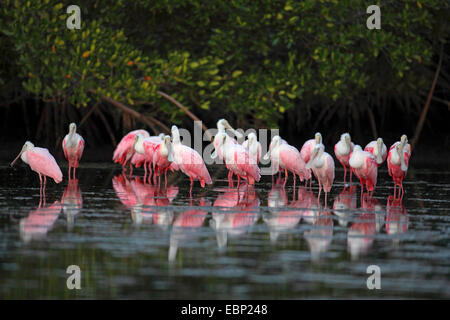 rosige Löffler (Ajaia Ajaia), steht die Gruppe im flachen Wasser, USA, Florida, Sanibel Island Stockfoto