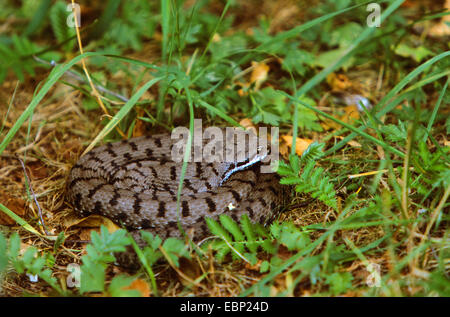 ASP Viper, Aspik Viper (Vipera Aspis), zusammengerollt auf dem Boden Stockfoto