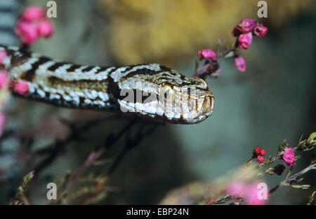 ASP Viper, Aspik Viper (Vipera Aspis), portrait Stockfoto