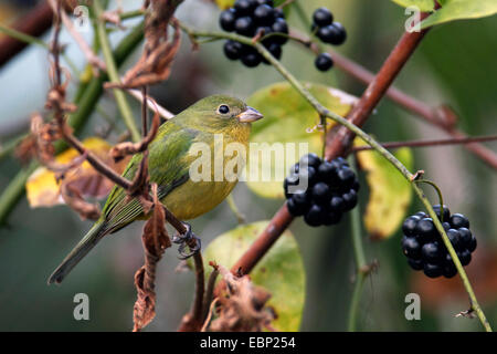 Painted Bunting (Passerina Ciris), sitzt auf einem Zweig, USA, Florida, Corkscrew Swamp weiblich Stockfoto