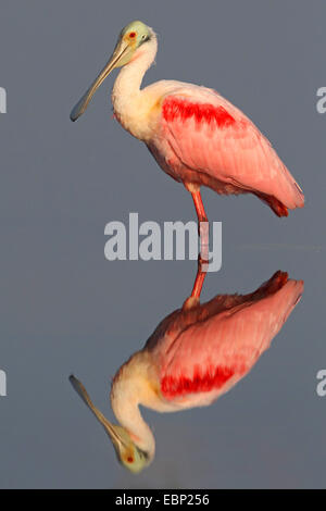 rosige Löffler (Ajaia Ajaia), steht im flachen Wasser mit Spiegelbild, USA, Florida, Myakka River State Park Stockfoto