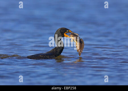 Doppel-crested Kormoran (Phalacrocorax Auritus), Fütterung ein Fisch, USA, Florida, Sanibel Island Stockfoto