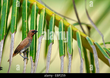 Muskatnuss Männchen (Lonchura Punctulata), sitzt auf einem Palmblatt, Sri Lanka Stockfoto