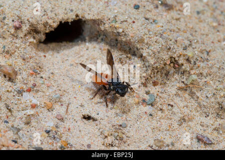 Schweiß-Biene, Halictid Biene (Sphecodes Albilabris, Sphecodes Fuscipennis), Ausziehen aus seiner Burrow, Deutschland Stockfoto