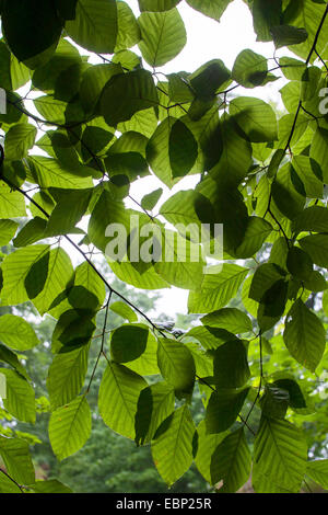 Rotbuche (Fagus Sylvatica), Zweige mit Blättern bei Gegenlicht, Deutschland Stockfoto