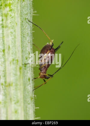 Blattlaus, Pflanze Läuse (Aphididae), Blattlaus auf gemeinsame Schafgarbe, Achillea Millefolium, Deutschland Stockfoto