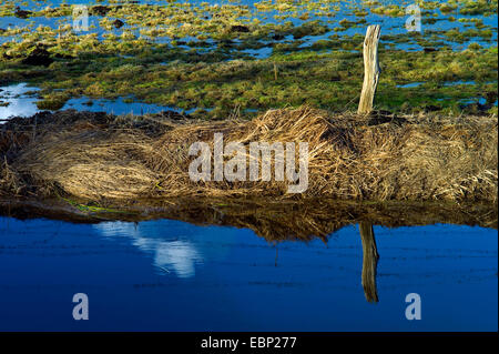 überschwemmte Wiesen Hammewiesen, Deutschland, Niedersachsen, Osterholz, Worpswede Stockfoto