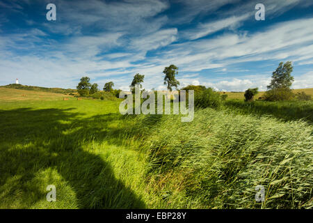 Cirruswolken über Wiesen im Sommer, Hiddensee, Ostsee, Mecklenburg-Vorpommern, Deutschland Stockfoto