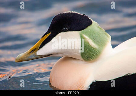 Gemeinsamen Eiderenten (Somateria Mollissima), männliche schwimmen auf dem Meer, Porträt, Norwegen, Trondheim Stockfoto