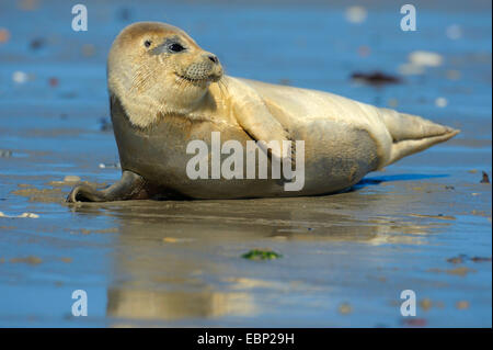 Harbor Seal, gemeinsame Dichtung (Phoca Vitulina), junge Siegel ruht auf einem Sand bank, Deutschland, Schleswig-Holstein, Helgoland Stockfoto