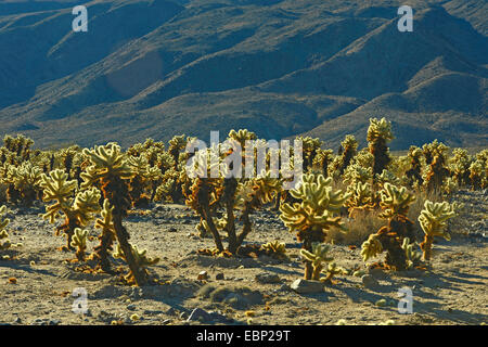 Teddybär Cholla, Jumping Cholla, Silber Cholla (Opuntia Bigelovii, Cylindropuntia Bigelovii), viele Teddybär Chollas in Wüstenlandschaft, USA, California, Joshua Tree Nationalpark Stockfoto