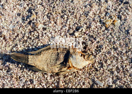 Tote Fische an der Beach, USA, Kalifornien, Sonny Bono Salton Sea National Wildlife Refuge Stockfoto