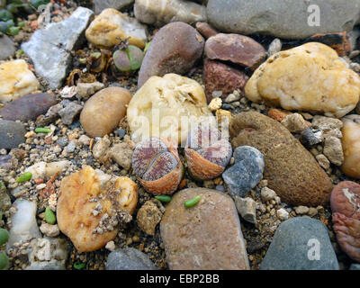 Stein-Anlage (Lithops spec.), lebenden Steinen unter den echten Steinen Stockfoto