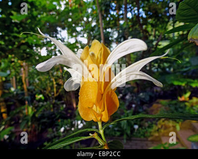 Goldene Kerze, Lutscher Pflanze, Golden Garnelen Pflanze (Pachystachys Lutea), Blütenstand Stockfoto