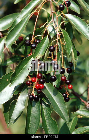 wilde Kirsche (Prunus Serotina), Zweig mit Reifen und unreifen Früchte Stockfoto