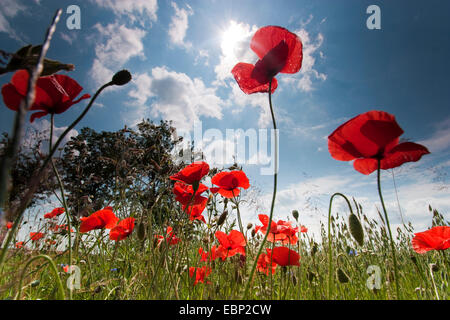 gemeinsamen Mohn, Klatschmohn, roter Mohn (Papaver Rhoeas), Mohn in einem Hafer Feld, Deutschland, Brandenburg Stockfoto
