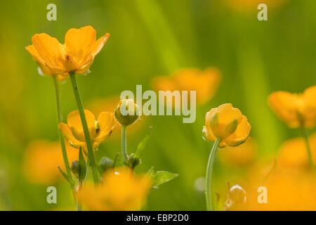 hohen Hahnenfuß, aufrechte Wiese Crowfoot (Ranunculus Acris), blühen, Deutschland, Rheinland-Pfalz Stockfoto