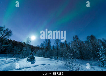 Aurora mit Mond über verschneite Waldlandschaft, Norwegen, Troms, Tromsoe Stockfoto