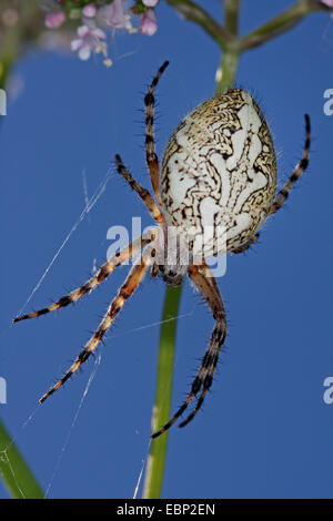 Oakleaf Orbweaver (Araneus Ceropegius, Aculepeira Ceropegia), mit dem Kopf voran im Netz, Deutschland, Baden-Württemberg Stockfoto