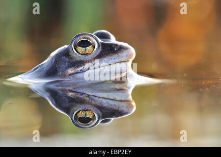 Moor-Frosch (Rana Arvalis), Portrait mit Spiegelbild, Deutschland Stockfoto