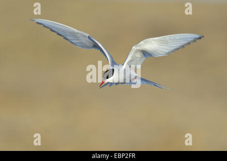 Küstenseeschwalbe (Sterna Paradisaea), überfliegen Brutkolonie, Island Stockfoto