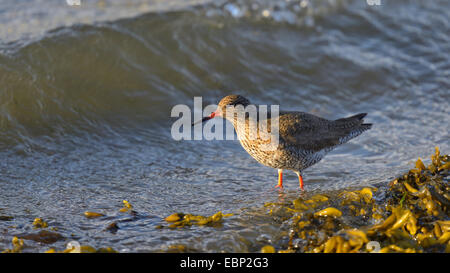 gemeinsamen Rotschenkel (Tringa Totanus) auf das Futter im Sea Shore, Island Stockfoto