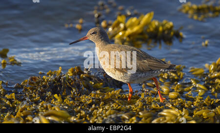 gemeinsamen Rotschenkel (Tringa Totanus) auf das Futter im Sea Shore mit Braunalgen, Island Stockfoto