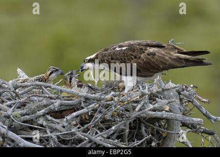 Fischadler, Fisch Hawk (Pandion Haliaetus), Weiblich, die Fütterung der Jungvögel im Nest, Finnland Stockfoto