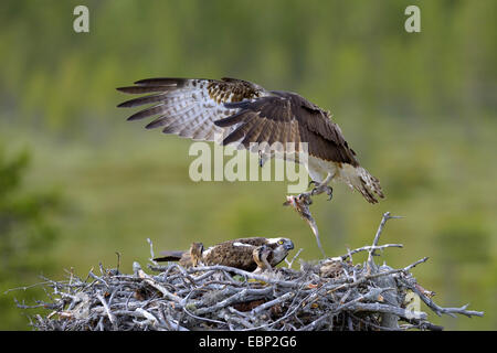 Fischadler, Fisch Hawk (Pandion Haliaetus), männliche Beute zu liefern, nest mit Küken, Finnland Stockfoto