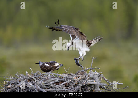 Fischadler, Fisch Hawk (Pandion Haliaetus), Zuchtpaar am Nest, männliche liefern Beute, Finnland Stockfoto