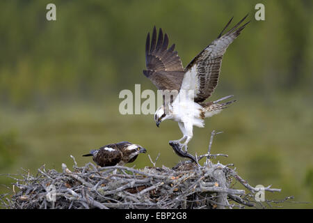 Fischadler, Fisch Hawk (Pandion Haliaetus), Zuchtpaar am Nest, männliche liefern Beute, Finnland Stockfoto