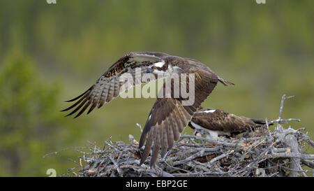 Fischadler, Fisch Hawk (Pandion Haliaetus), männliche fliegen nach Abgabe Beutetiere am Nest, Finnland Stockfoto