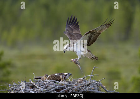Fischadler, Fisch Hawk (Pandion Haliaetus), männliche Beute zu liefern, nest mit Küken, Finnland Stockfoto