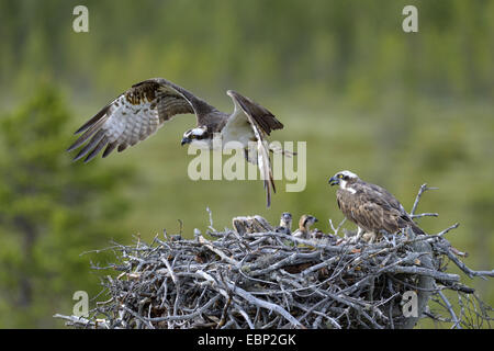 Fischadler, Fisch Hawk (Pandion Haliaetus), männliche fliegen nach Abgabe Beutetiere am Nest, Finnland Stockfoto
