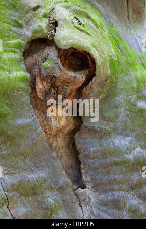 Baum mit Herz, Herzform, herzförmig, Stamm, Stamm, Baumstamm, Deutschland Stockfoto