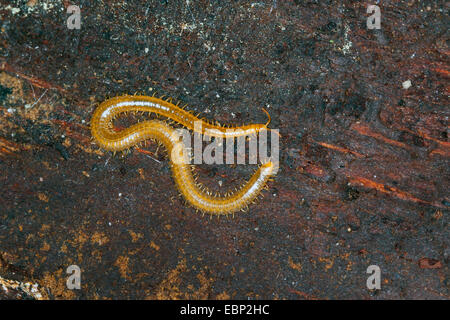 Geophilomorphs (Henia Vesuviana, Chaetechelyne Vesuviana), auf dem Boden, Frankreich, Corsica Stockfoto