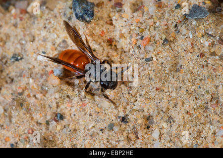 Schweiß der Biene, Halictid Biene (Sphecodes Albilabris, Sphecodes Fuscipennis), auf sandigem Boden, Deutschland Stockfoto