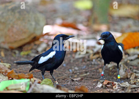 Seychellen Magpie Robin (Copsychus Sechellarum), zwei Erwachsene auf das Futter auf den Boden, Seychellen, Cousin Island Stockfoto