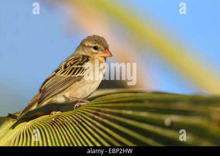 Madagassische rote Fody (Foudia Madagascariensis), weibliche sitzt auf einem Palmblatt, Seychellen, Praslin Stockfoto