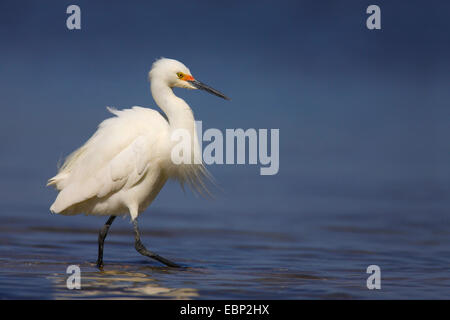 Snowy Silberreiher (Egretta unaufger), auf den Feed, USA, Florida, Sanibel Island Stockfoto