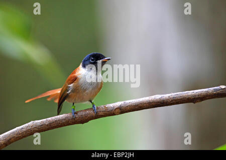 Seychelles Paradise Flycatcher (Terpsiphone Corvina), juvenile Weibchen, Seychellen, La Digue Stockfoto